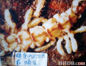 專業(yè)服務(wù)保障，保佳白蟻防治公司全方位守護(hù)您的安全與美觀